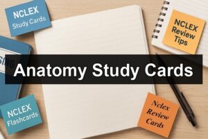 Anatomy Study Cards